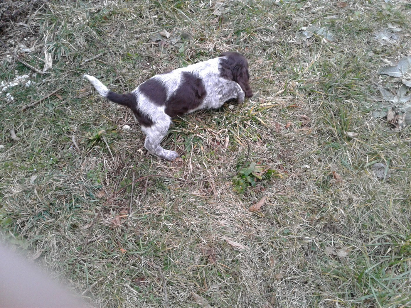 Des monts d'ain - Chiots disponibles - Chien d'Oysel allemand