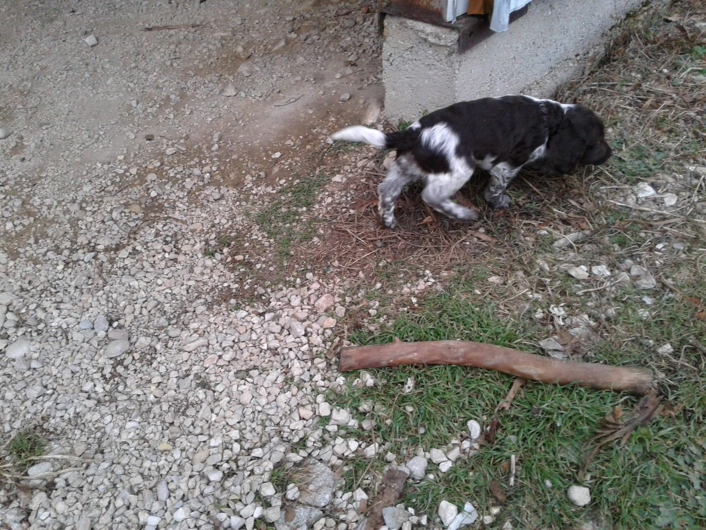 Des monts d'ain - Chiots disponibles - Chien d'Oysel allemand